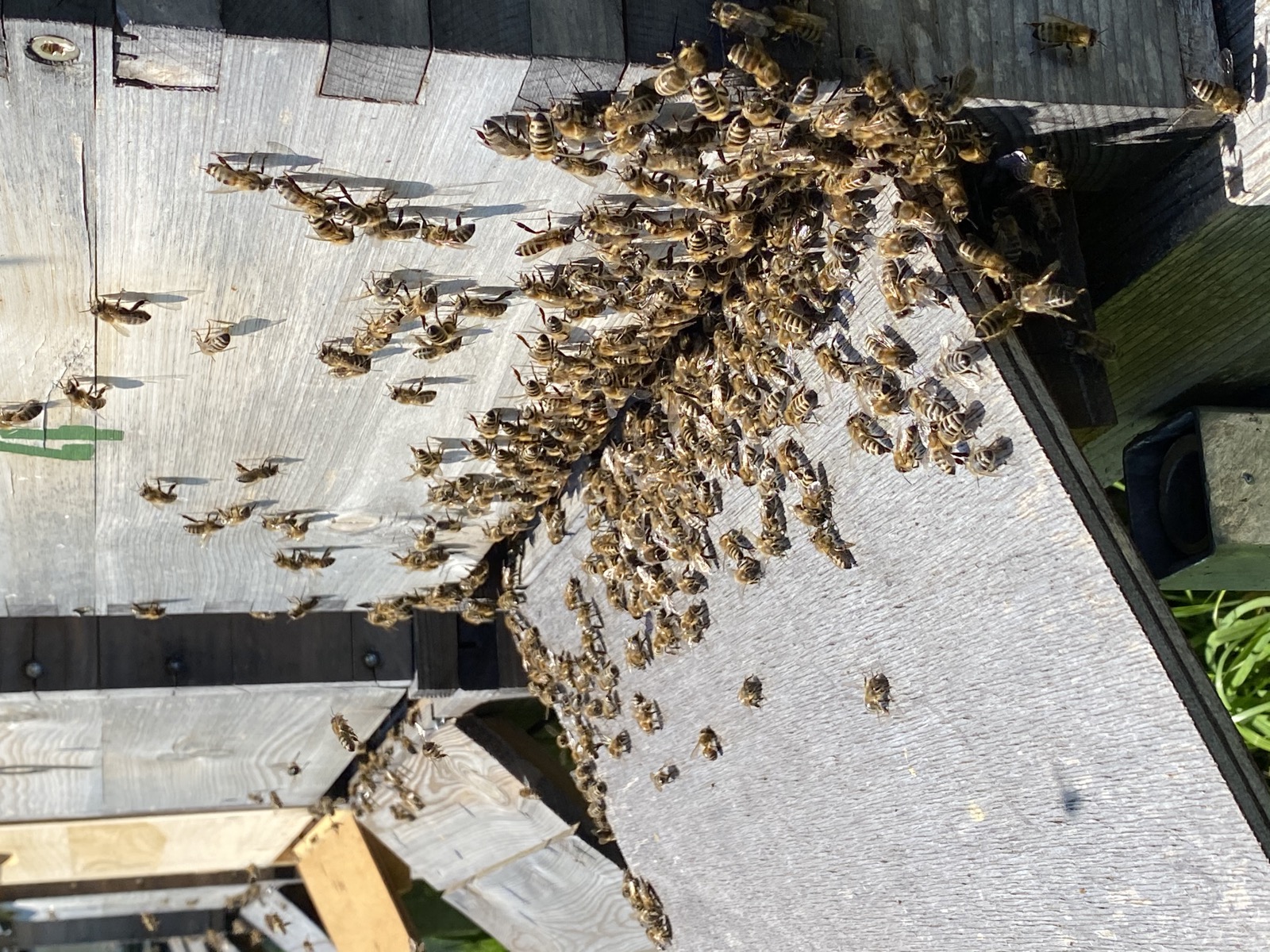 Bienen am Bienenstock
