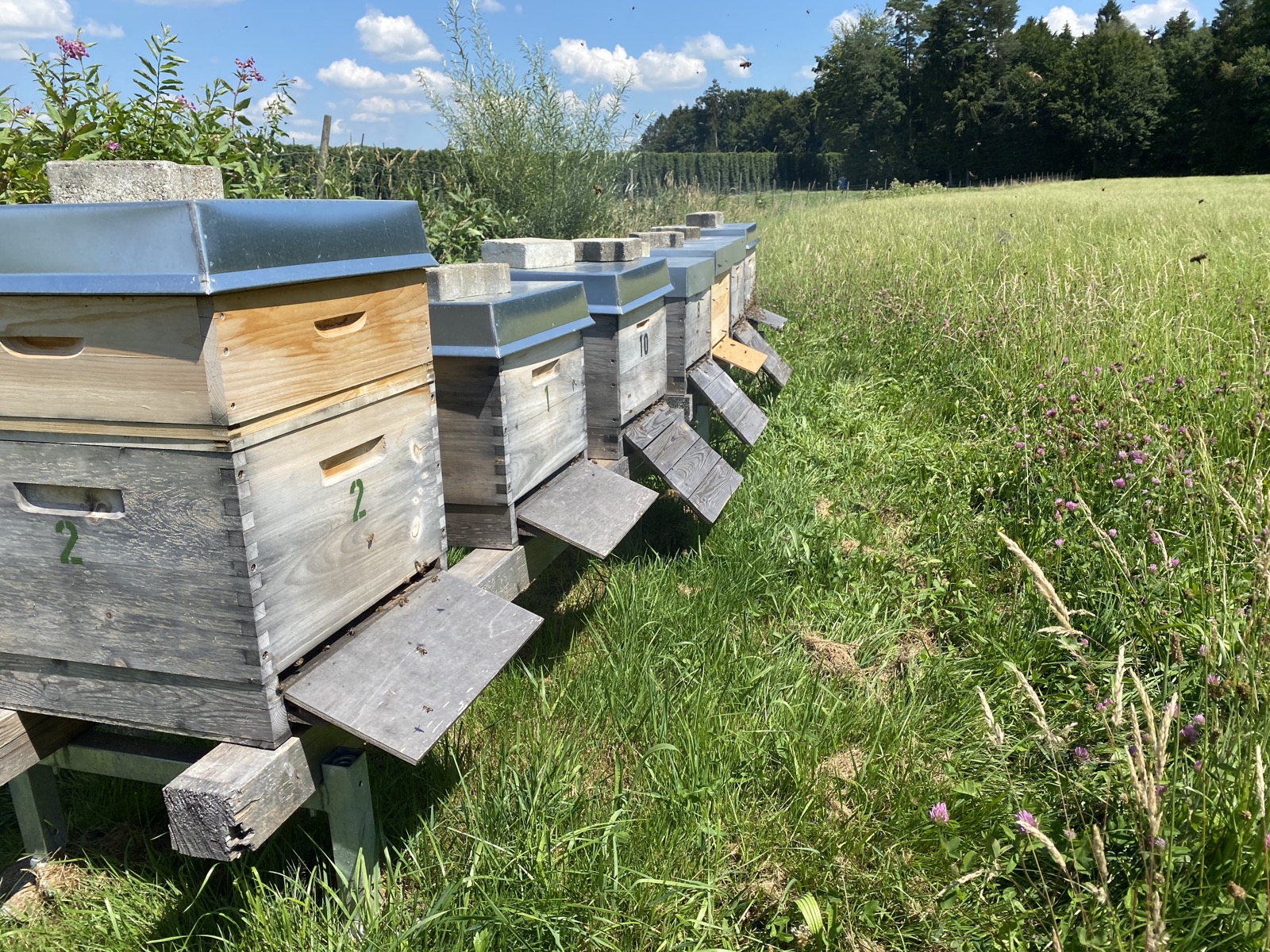 Bienenstöcke in der Natur am Bodensee