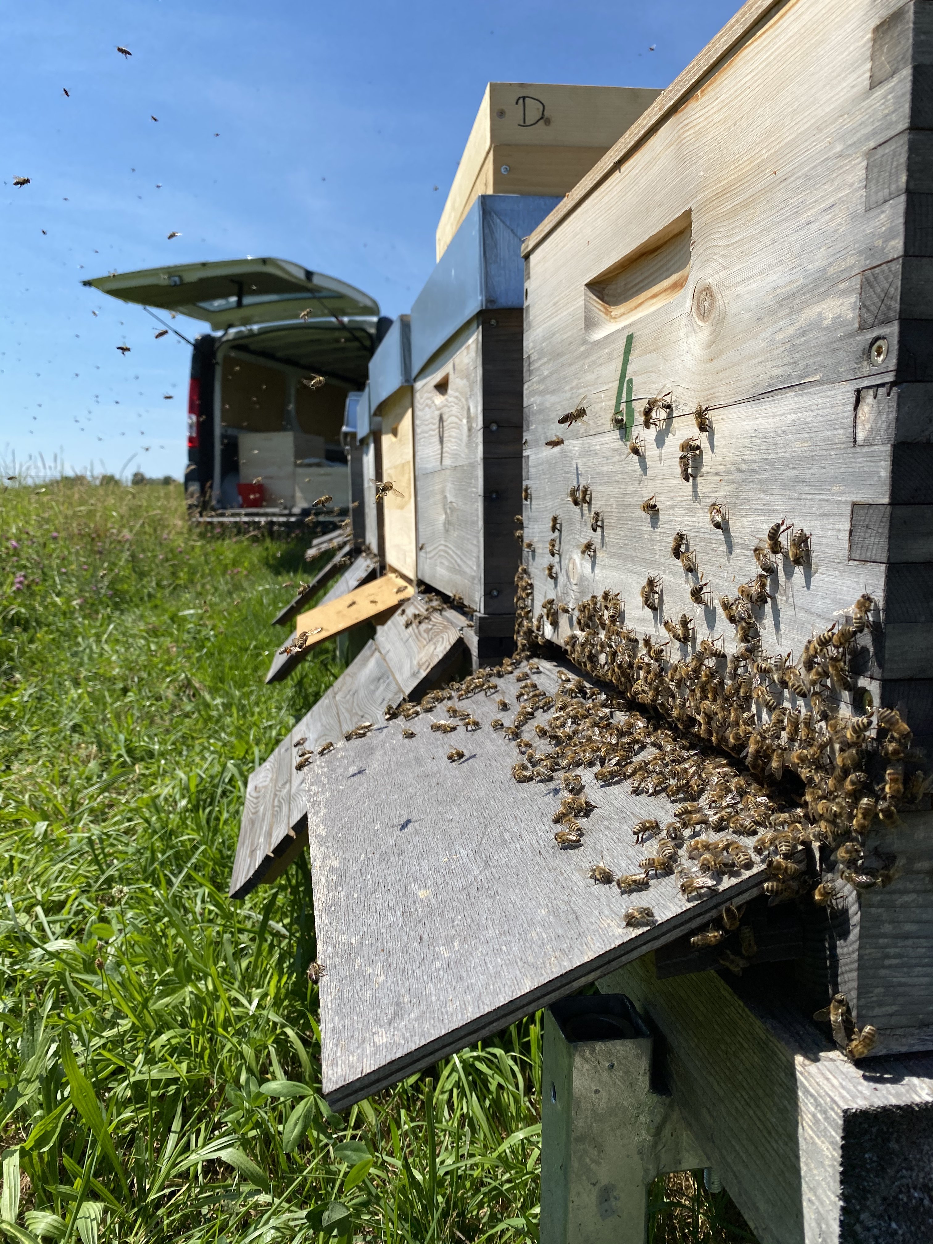 Frische Bienenwaben vom Bodensee