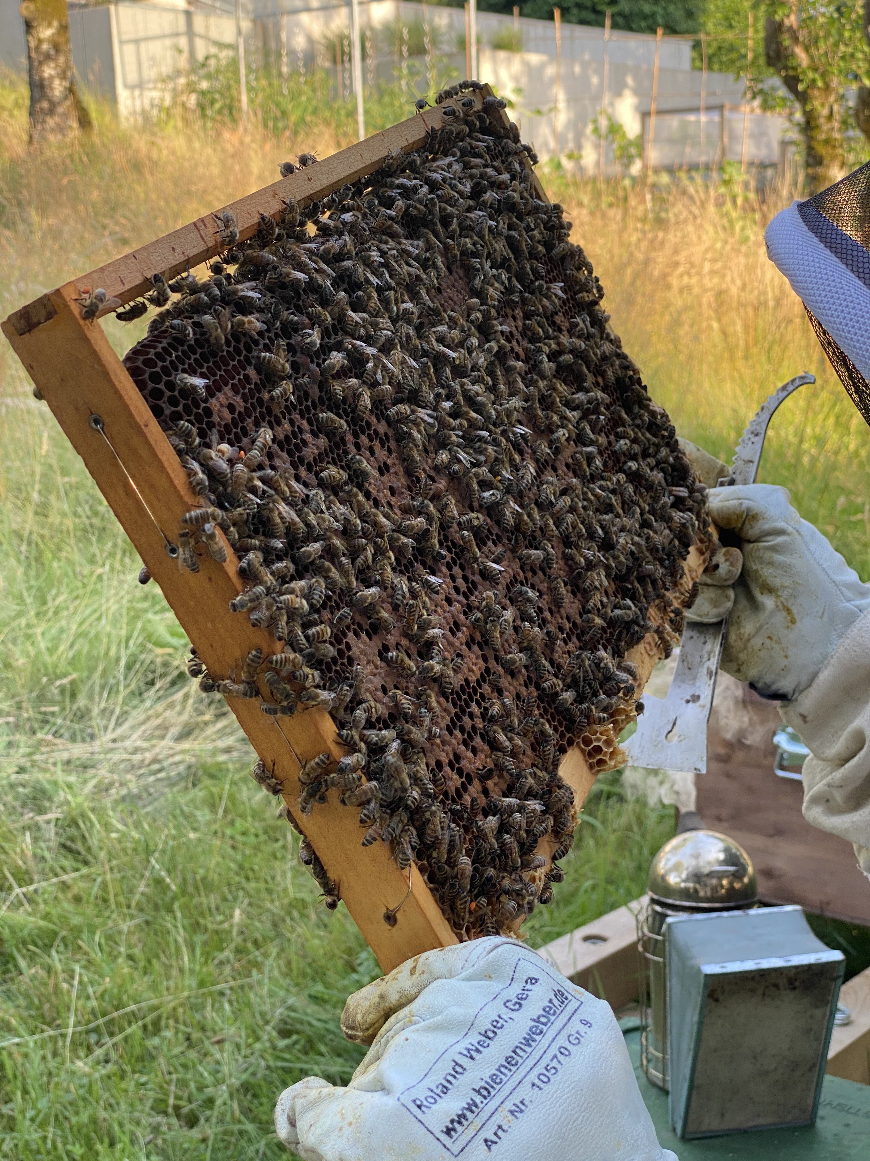 Blick in den Bienenstock