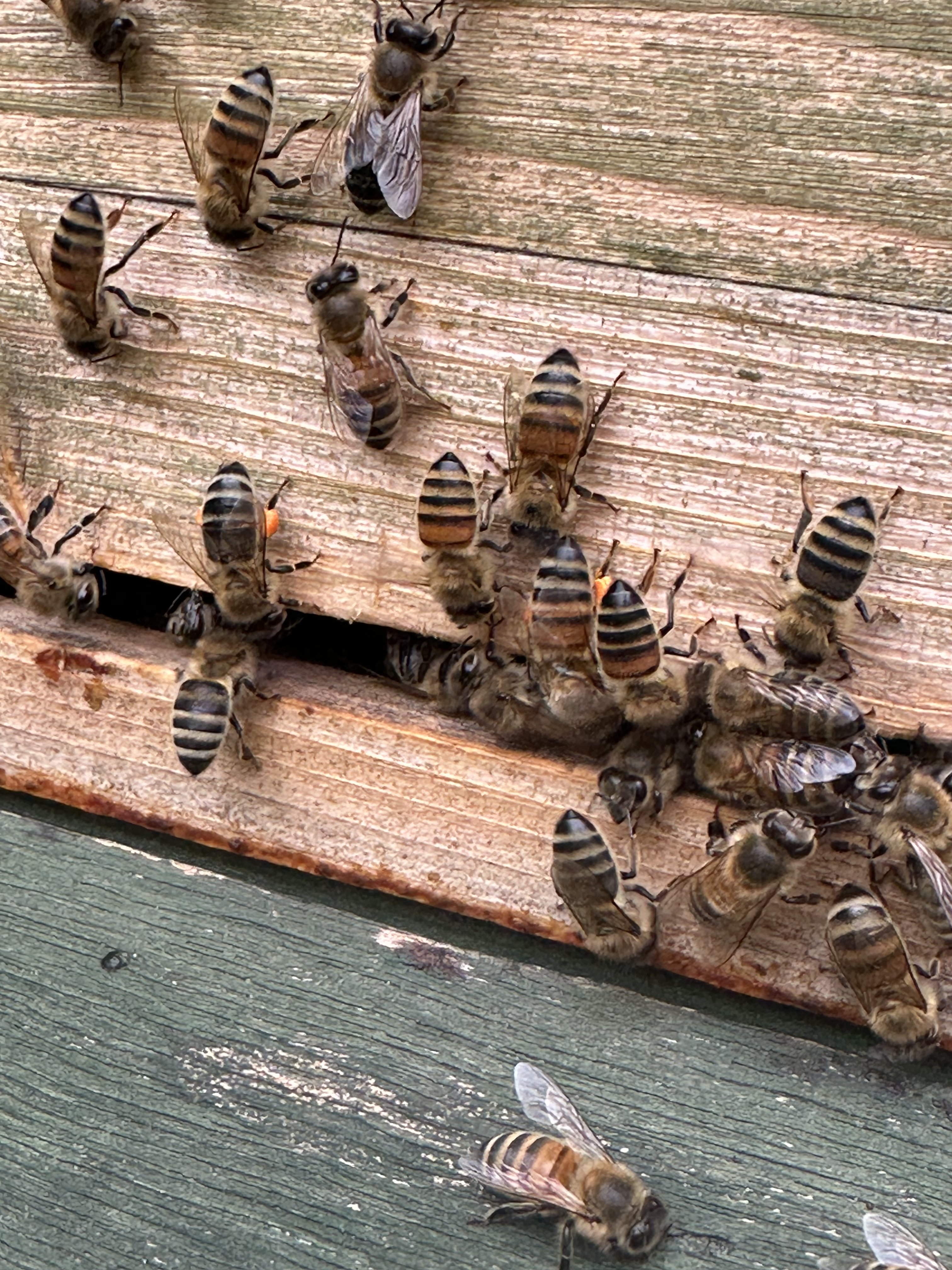 Arbeit am Bienenvolk - Montfort Imkerei