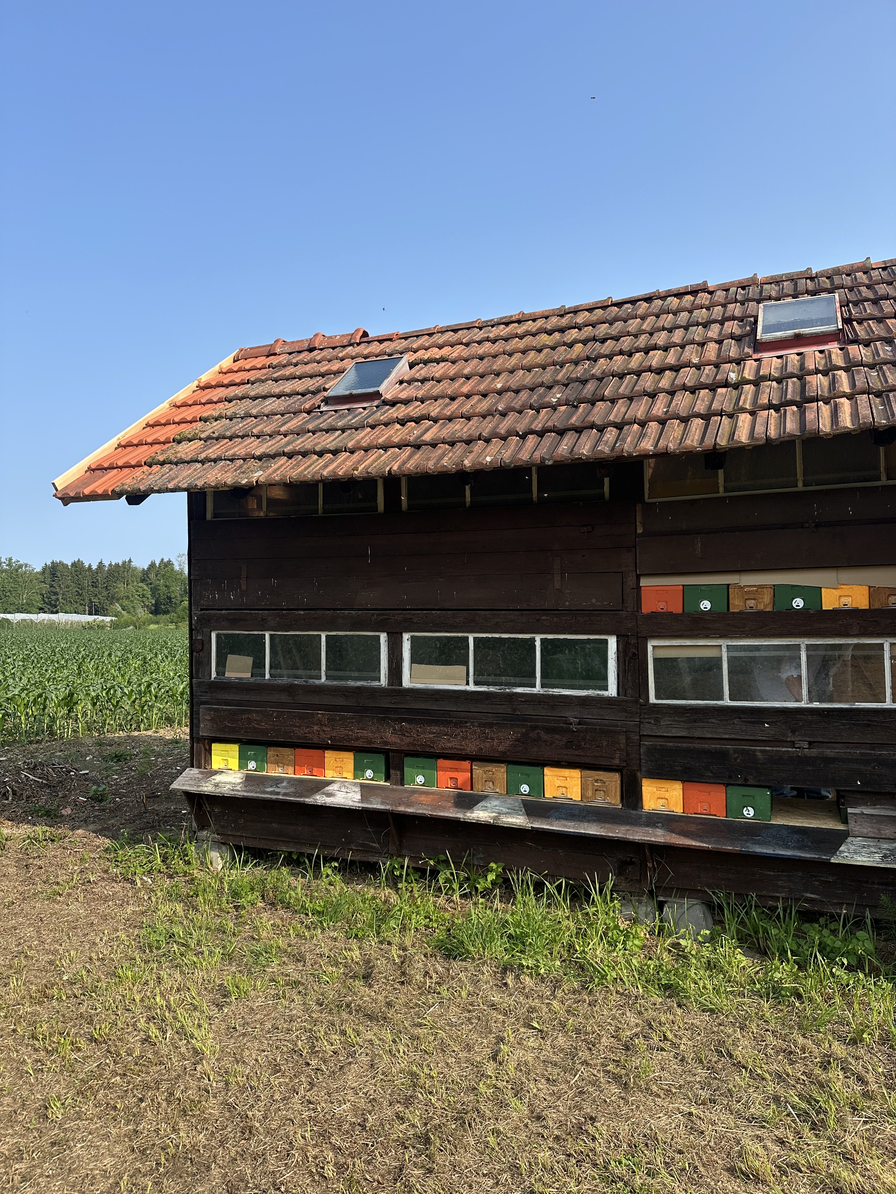 Bienen im Bienenstock - Imkerei Bodenseekreis