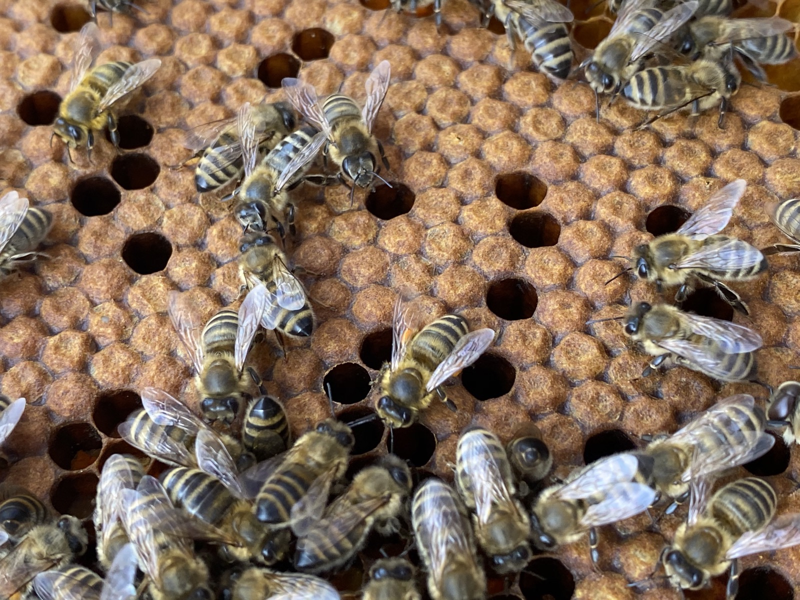 Bienen auf der Wabe